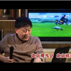 鸟类摄影讲座视频完成欢迎收看